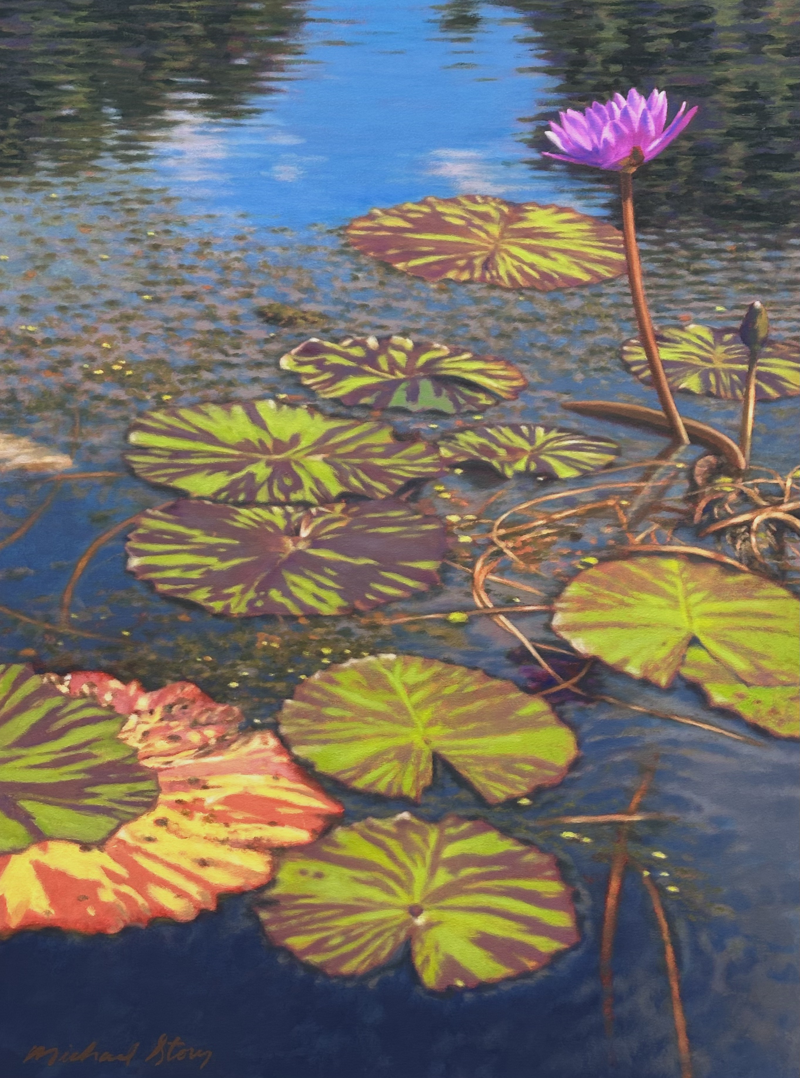 Water Lilies at Brookgreen, II